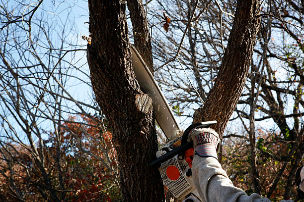 Best Tree Trimming and Pruning  in Brownfields, LA