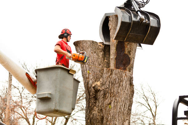 Best Hazardous Tree Removal  in Brownfields, LA