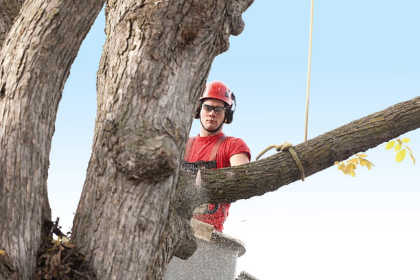 Best Emergency Tree Removal  in Brownfields, LA